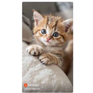cutekitten2