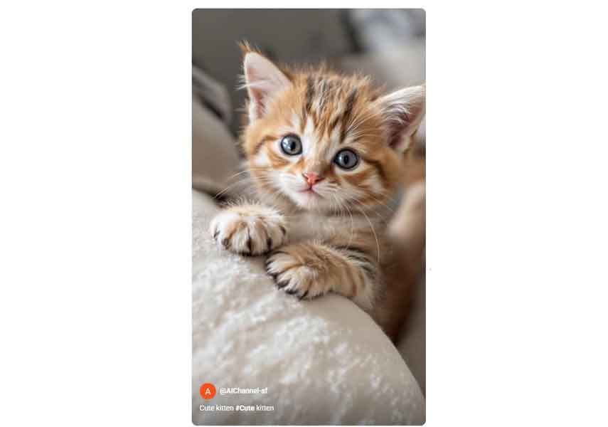 cutekitten2